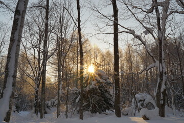 sunrise in the forest