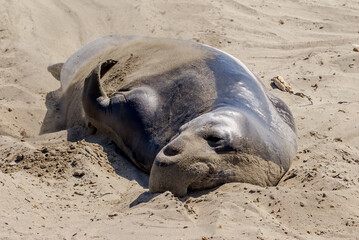 Northern Elephant Seal (Mirounga angustirostris) at hauling-out, Piedras Blancas, California, USA