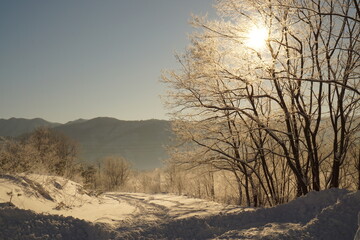 winter landscape with trees