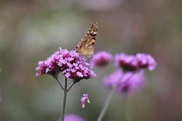 紫の花の上のヒメアカタテハという名前の蝶
A butterfly named Vanessa cardui on a purple flower.