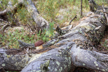 Forest boletus with red hat and thick leg grows on pine tree in the forest.