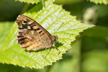 Obraz na płótnie Canvas Speckled Wood butterfly (Pararge aegeria) with folded wings, Cornwall, England, UK.