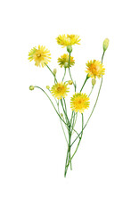 Bouquet of yellow watercolor wild dandelions on a white background .For congratulations, invitations, anniversaries, weddings, birthday