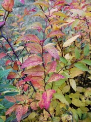 autumn leaves background