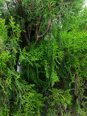 Fototapeta premium green forest background