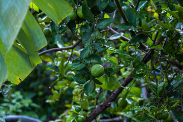 Fresh green lemon on lemon tree (Citrus medica) in the outdoor nature on a beautiful sky clouds day background