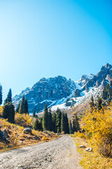 Green spruce against the background of snowy mountains. Clear sky. Autumn mountain landscape.
