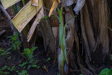 The Young banana shoots that have newly sprouted leaves, red stems