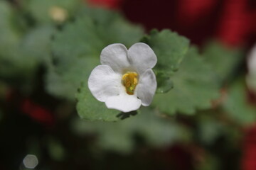 white small flower with red green background