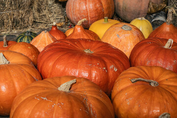 Beautiful pumpkins for Halloween lie on the wooden floor. Pattern.