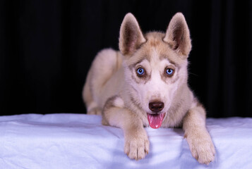 Siberian Husky dog close up photo on a black background.