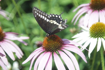butterfly sitting on Rubin Glow flower
