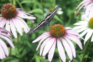 butterfly sitting on Rubin Glow flower