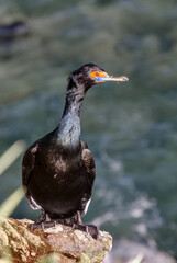 Red-faced Cormorant (Phalacrocorax urile) at St. George Island, Alaska, USA