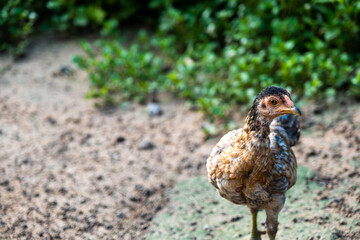 A countryside chicken walking on the ground to find food on morning.