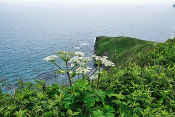 top view to the edge of a steep cliff with green grass and turquoise sea on a summer foggy day. Nature and outdoor concept.