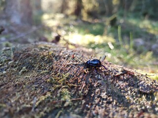 ants on the ground