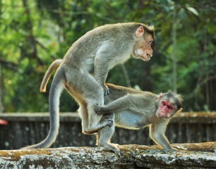 Monkey love from Wynad, Kerala, India