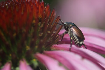Japanese beetle on flower in natural lighting