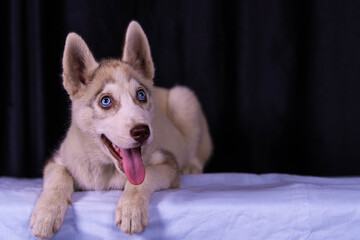 Siberian Husky dog close up photo on a black background.