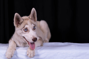 Siberian Husky dog close up photo on a black background.