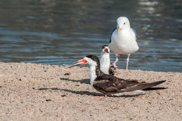 Adult and immature Black Skimmer (Rhynchops niger) in Malibu Lagoon, California, USA