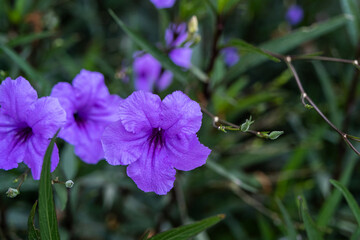 Obraz premium The Purple Ruellia Tuberosa Flower Blossom In The Spring Garden Background
