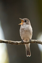 Louder, Asian Brown Flycatcher