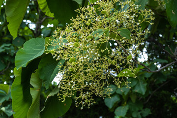 The Teak wood flowers blooming, isolated on green and blurry background