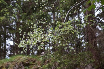 Wandern um Brannenburg