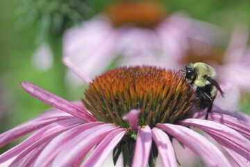 Bumblebee and the Rubin Glow flower