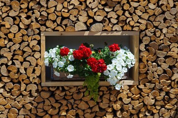 Spaziergang um Brannenburg mit Blumen