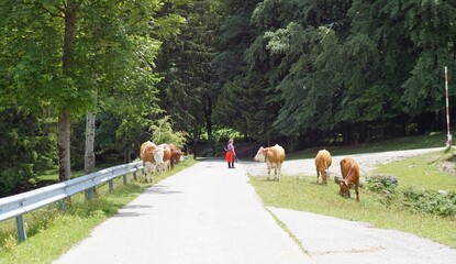Spaziergang um Brannenburg mit Kühen