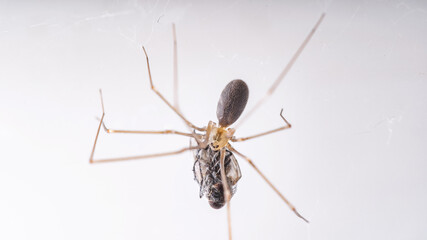 Macro photo long legs spider (Phalangium opilio). The spider is in its web. Space for copy or text.