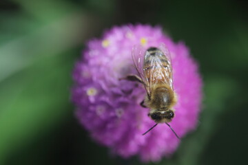 Honey bee and the pink puffy flower with yellow smaller flowers