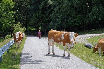 Fototapeta na wymiar Spaziergang um Brannenburg mit Kühen