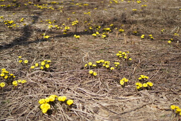 yellow flowers on the ground