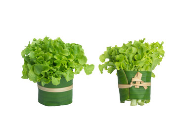 Two bunch of fresh organic green oak lettuce on isolated white background