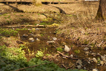 moss on the ground and river