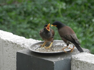 A bird feeding another bird