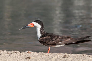 Adult Black Skimmer (Rhynchops niger) in Malibu Lagoon, California, USA