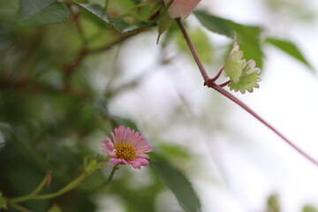 雑草に隠れている小さなピンクのかわいい花
A small pink flower hiding in a weed.