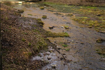 moss covered rocks in the river