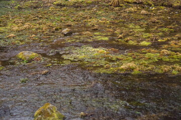 moss covered rocks in the river