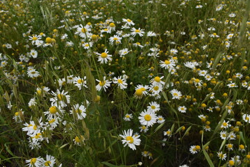Large chamomile field in the forest