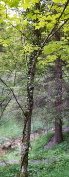 Spaziergang um Brannenburg