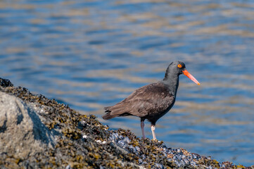 Black Oystercatcher (Haematopus bachmani) at Chowiet Island, Semidi Islands, Alaska, USA