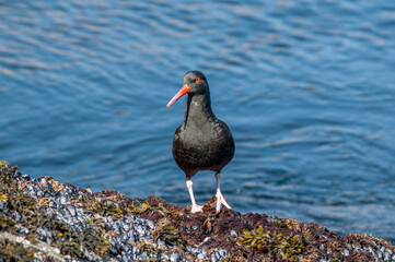 Black Oystercatcher (Haematopus bachmani) at Chowiet Island, Semidi Islands, Alaska, USA