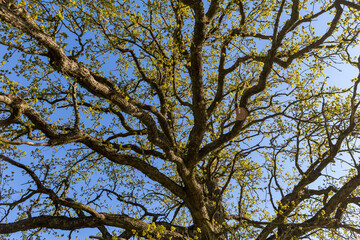 Oak branches in the sky.