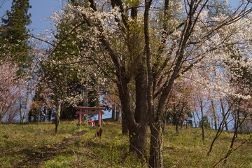 cherry blossom full bloomed with the shrine in Japan